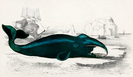 Whale from A History of the Earth and Animated Nature (1820) by Oliver Goldsmith (1730-1774). Digitally enhanced from our own original edition.