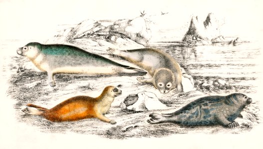 Collection of various Seals from A history of the earth and animated nature (1820) by Oliver Goldsmith (1730-1774). Digitally enhanced from our own original edition.. Free illustration for personal and commercial use.