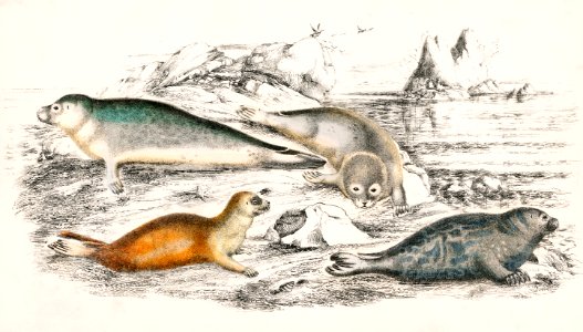 Collection of various Seals from A history of the earth and animated nature (1820) by Oliver Goldsmith (1730-1774). Digitally enhanced from our own original edition.