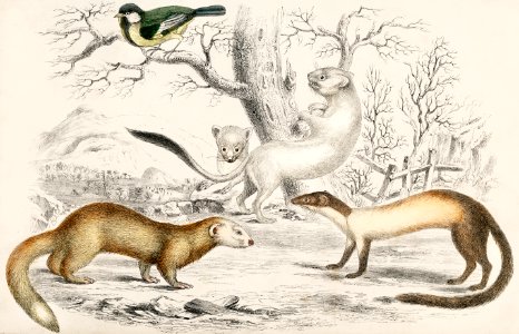 Collection of various rodents from A history of the earth and animated nature (1820) by Oliver Goldsmith (1730-1774). Digitally enhanced from our own original edition.. Free illustration for personal and commercial use.