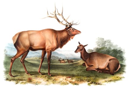 American Elk (Cervus Canadensis) from the viviparous quadrupeds of North America (1845) illustrated by John Woodhouse Audubon (1812-1862).. Free illustration for personal and commercial use.