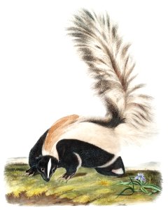 Large-tailed Skunk (Mephitis macroura) from the viviparous quadrupeds of North America (1845) illustrated by John Woodhouse Audubon (1812-1862).. Free illustration for personal and commercial use.