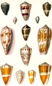 Collection of various shells from A history of the earth and animated nature (1820) by Oliver Goldsmith (1730-1774). Digitally enhanced from our own original edition.. Free illustration for personal and commercial use.
