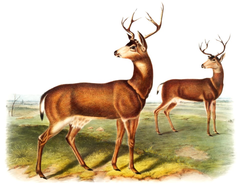 Columbian Black-tailed Deer (Cervus Richardsonii) from the viviparous quadrupeds of North America (1845) illustrated by John Woodhouse Audubon (1812-1862).. Free illustration for personal and commercial use.