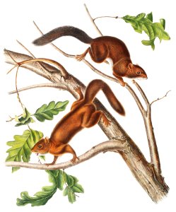 Soft-haired Squirrel (Sciurus mollipilosus) from the viviparous quadrupeds of North America (1845) illustrated by John Woodhouse Audubon (1812-1862).. Free illustration for personal and commercial use.