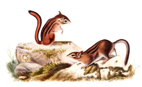 Townsend's Ground Squirrel (Tamias Townsendii) from the viviparous quadrupeds of North America (1845) illustrated by John Woodhouse Audubon (1812-1862).. Free illustration for personal and commercial use.