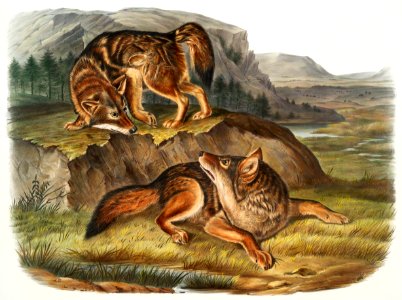 Prairie Wolf (Canis latrans) from the viviparous quadrupeds of North America (1845) illustrated by John Woodhouse Audubon (1812-1862).. Free illustration for personal and commercial use.