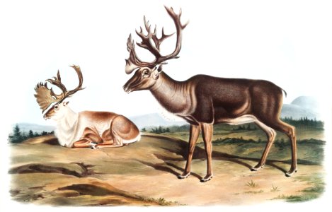 Caribou or American Rein Deer (Tarandus furcifer) from the viviparous quadrupeds of North America (1845) illustrated by John Woodhouse Audubon (1812-1862).