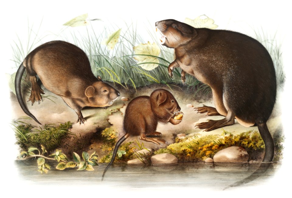 Musk-Rat, Musquash (Fiber Zibethicus) from the viviparous quadrupeds of North America (1845) illustrated by John Woodhouse Audubon (1812-1862).