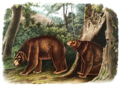 Cinnamon Bear (Ursus Americanus var. Cinnamonum) from the viviparous quadrupeds of North America (1845) illustrated by John Woodhouse Audubon (1812-1862).