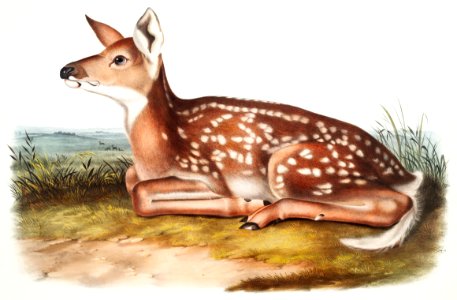 American Deer (Cervus Virginianus) from the viviparous quadrupeds of North America (1845) illustrated by John Woodhouse Audubon (1812-1862).. Free illustration for personal and commercial use.