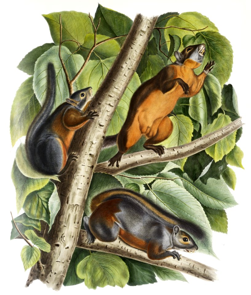 Red-bellied Squirrel (Sciurus feruginiventris) from the viviparous quadrupeds of North America (1845) illustrated by John Woodhouse Audubon (1812-1862).