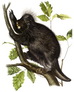 Canada Porcupine (Nystrix dorsata) from the viviparous quadrupeds of North America (1845) illustrated by John Woodhouse Audubon (1812-1862).