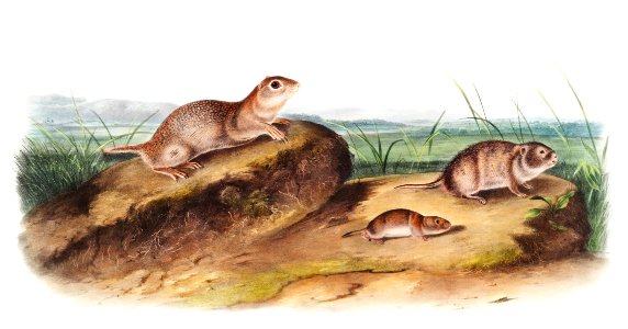 American Souslik (Spermophilus Townsendii), Oregon Meadow-Mouse (Arvicola Oregoni) and Texan Meadow Mouse (Arvicola Texiana) from the viviparous quadrupeds of North America (1845) illustrated by John Woodhouse Audubon (1812-1862).