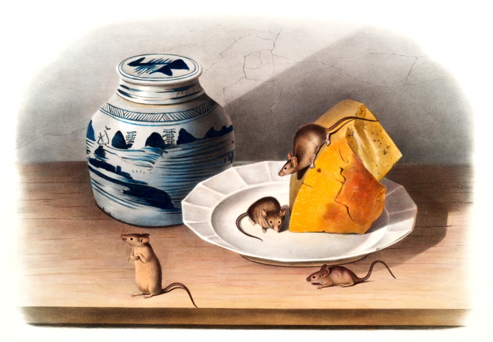 Mouse (Mus-musculus) from the viviparous quadrupeds of North America (1845) illustrated by John Woodhouse Audubon (1812-1862).