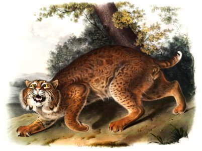 American wild cat (Lynx rufus) from the viviparous quadrupeds of North America (1845) illustrated by John Woodhouse Audubon (1812-1862).