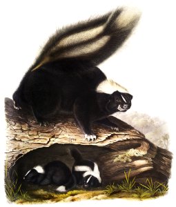 American Skunk (Mephitis Americana) from the viviparous quadrupeds of North America (1845) illustrated by John Woodhouse Audubon (1812-1862).