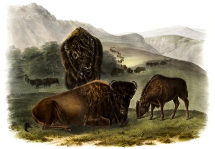 American Bison (Bos Americanus) from the viviparous quadrupeds of North America (1845) illustrated by John Woodhouse Audubon (1812-1862).