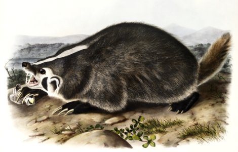 American Badger (Meles Labradoria) from the viviparous quadrupeds of North America (1845) illustrated by John Woodhouse Audubon (1812-1862).