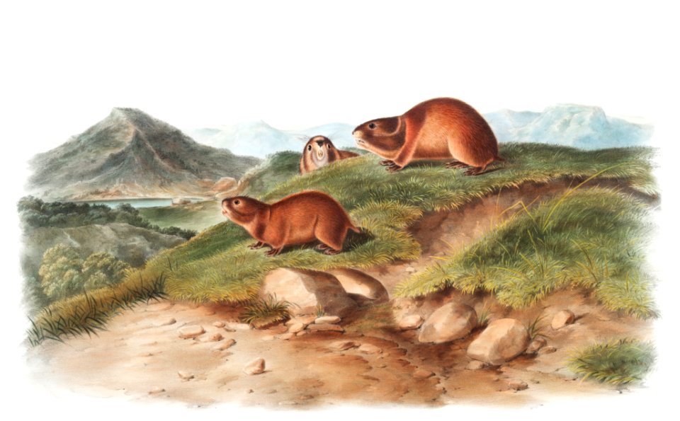 Tawny Lemming (Georychus helvolus) from the viviparous quadrupeds of North America (1845) illustrated by John Woodhouse Audubon (1812-1862).
