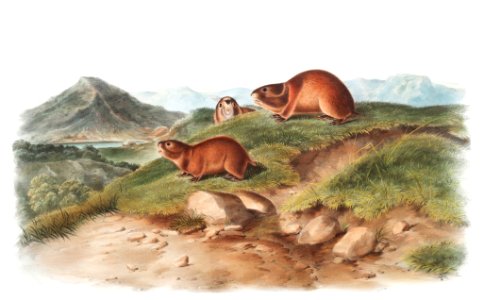 Tawny Lemming (Georychus helvolus) from the viviparous quadrupeds of North America (1845) illustrated by John Woodhouse Audubon (1812-1862).. Free illustration for personal and commercial use.