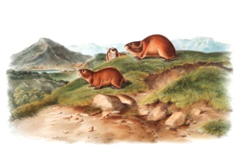Tawny Lemming (Georychus helvolus) from the viviparous quadrupeds of North America (1845) illustrated by John Woodhouse Audubon (1812-1862).