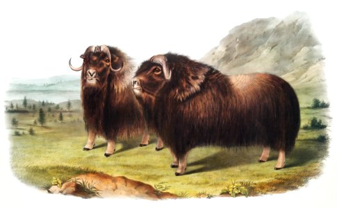 Musk Ox (Ovibos moschatus) from the viviparous quadrupeds of North America (1845) illustrated by John Woodhouse Audubon (1812-1862).. Free illustration for personal and commercial use.