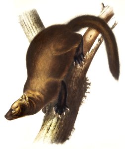 Pennant's Marten (Mustela Canadensis) from the viviparous quadrupeds of North America (1845) illustrated by John Woodhouse Audubon (1812-1862).. Free illustration for personal and commercial use.