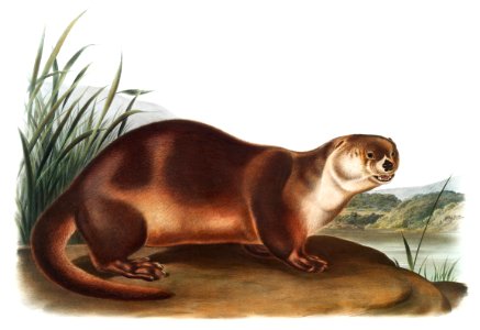 Canada Otter (Lutra Canadensis) from the viviparous quadrupeds of North America (1845) illustrated by John Woodhouse Audubon (1812-1862).