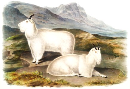 Rocky Mountain Goat (Capra Americana) from the viviparous quadrupeds of North America (1845) illustrated by John Woodhouse Audubon (1812-1862).