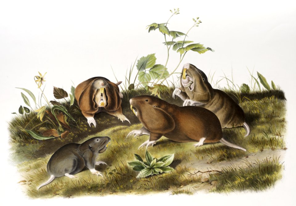 Canada Pouched Rat (Pseudostoma bursarius) from the viviparous quadrupeds of North America (1845) illustrated by John Woodhouse Audubon (1812-1862).