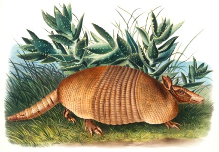 Nine-banded Armadillo (Dasypus Peba) from the viviparous quadrupeds of North America (1845) illustrated by John Woodhouse Audubon (1812-1862).. Free illustration for personal and commercial use.