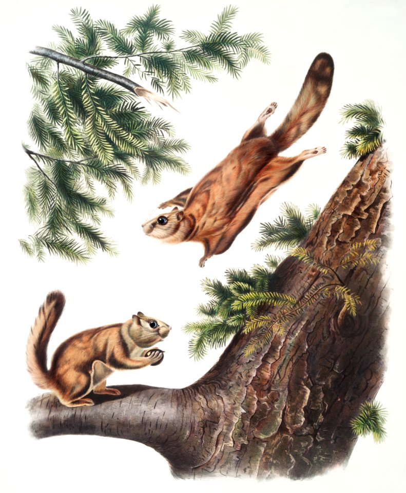 Severn River Flying Squirrel (Pteromys sabrinus) and Rocky Mountain Squirrel (Pteromys alpinus) from the viviparous quadrupeds of North America (1845) illustrated by John Woodhouse Audubon (1812-1862).