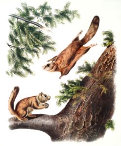 Severn River Flying Squirrel (Pteromys sabrinus) and Rocky Mountain Squirrel (Pteromys alpinus) from the viviparous quadrupeds of North America (1845) illustrated by John Woodhouse Audubon (1812-1862).. Free illustration for personal and commercial use.