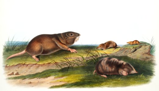 Southern Pouched Rat (Pseudostoma Floridana), Dekay's Shrew (Sorex Dekayi), Long-nosed Shrew (Sorex longirostris) and Silvery Shrew Mole (Scalops Argentatus) from the viviparous quadrupeds of North America (1845) illustrated by John Woodhouse Audubon (1812-1862).. Free illustration for personal and commercial use.