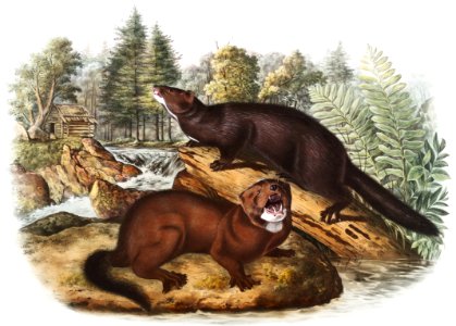 Mink (Putorius vison) from the viviparous quadrupeds of North America (1845) illustrated by John Woodhouse Audubon (1812-1862).. Free illustration for personal and commercial use.