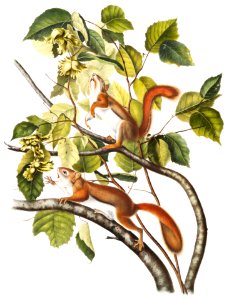 Hudson's Bay Squirrel, Chickaree Red Squirrel (Sciurus Hudsonius) from the viviparous quadrupeds of North America (1845) illustrated by John Woodhouse Audubon (1812-1862).. Free illustration for personal and commercial use.