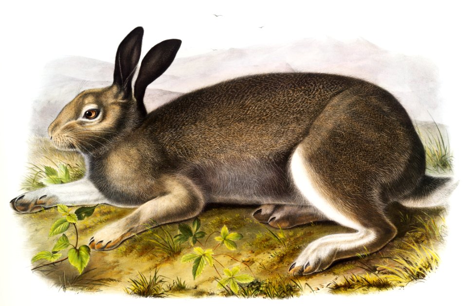 Polar Hare (Lepus glacialis) from the viviparous quadrupeds of North America (1845) illustrated by John Woodhouse Audubon (1812-1862).