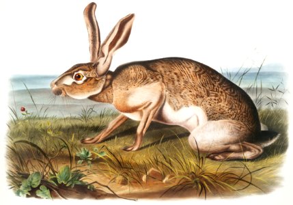 Texian Hare (Lepus Texianus) from the viviparous quadrupeds of North America (1845) illustrated by John Woodhouse Audubon (1812-1862).. Free illustration for personal and commercial use.