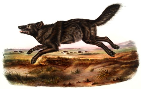 Black American Wolf (Canis lupus) from the viviparous quadrupeds of North America (1845) illustrated by John Woodhouse Audubon (1812-1862).. Free illustration for personal and commercial use.