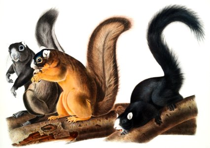 Fox Squirrel (Sciurus capistratus) from the viviparous quadrupeds of North America (1845) illustrated by John Woodhouse Audubon (1812-1862).. Free illustration for personal and commercial use.