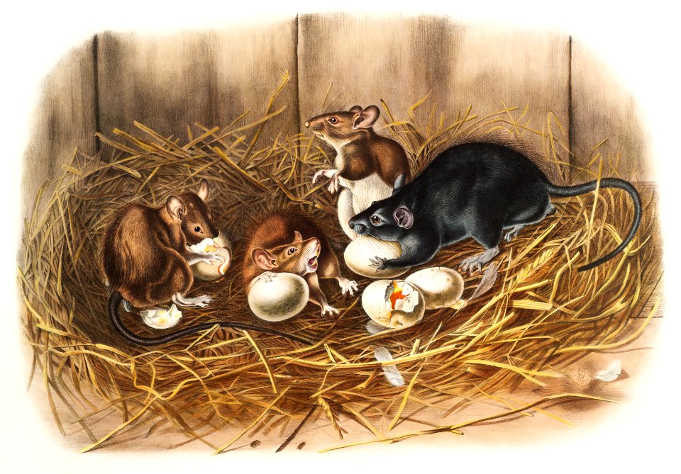 Black Rat (Mus Rattus et var) from the viviparous quadrupeds of North America (1845) illustrated by John Woodhouse Audubon (1812-1862).