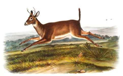 Long-tailed Deer (Cervus leucurus) from the viviparous quadrupeds of North America (1845) illustrated by John Woodhouse Audubon (1812-1862).. Free illustration for personal and commercial use.