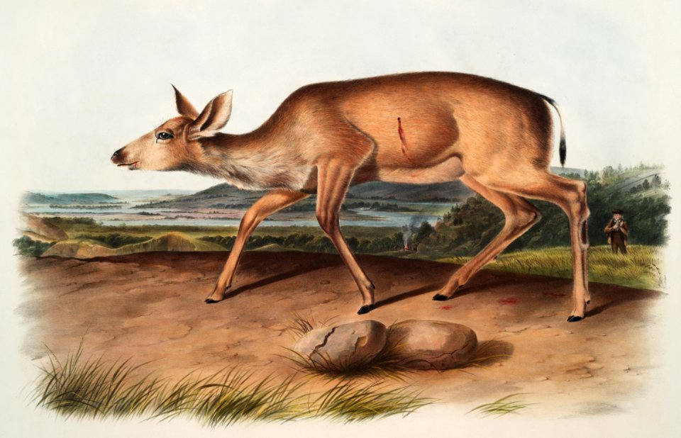 Black-tailed Deer (Cervus macrotis) from the viviparous quadrupeds of North America (1845) illustrated by John Woodhouse Audubon (1812-1862).