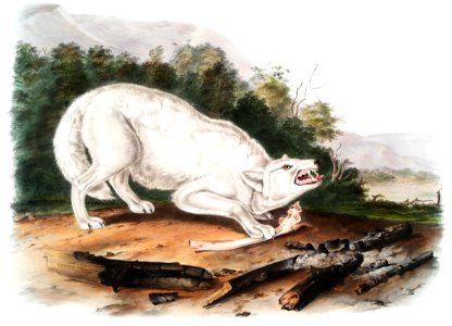White American Wolf (Canis lupus) from the viviparous quadrupeds of North America (1845) illustrated by John Woodhouse Audubon (1812-1862).