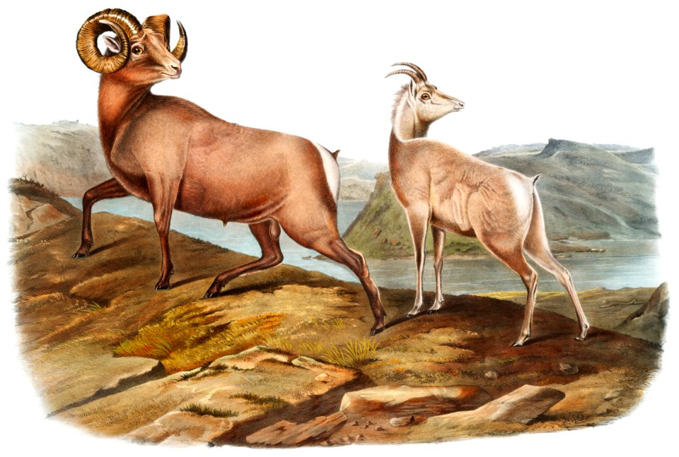 Rocky Mountain Sheep (Ovis montana) from the viviparous quadrupeds of North America (1845) illustrated by John Woodhouse Audubon (1812-1862).