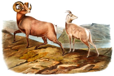 Rocky Mountain Sheep (Ovis montana) from the viviparous quadrupeds of North America (1845) illustrated by John Woodhouse Audubon (1812-1862).. Free illustration for personal and commercial use.
