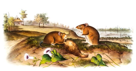 Cotton Rat (Arvicola hispidus) from the viviparous quadrupeds of North America (1845) illustrated by John Woodhouse Audubon (1812-1862).