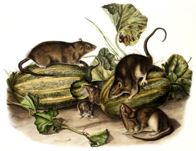 Brown rat, or Norway rat (Mus decumanus) from the viviparous quadrupeds of North America (1845) illustrated by John Woodhouse Audubon (1812-1862).. Free illustration for personal and commercial use.