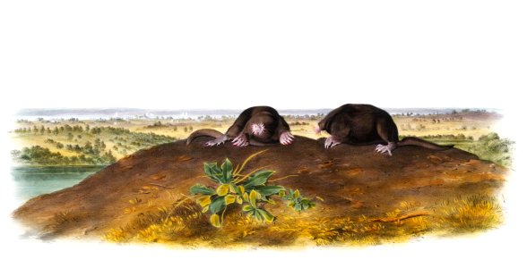 Star-nose Mole (Condylura cristata) from the viviparous quadrupeds of North America (1845) illustrated by John Woodhouse Audubon (1812-1862).. Free illustration for personal and commercial use.